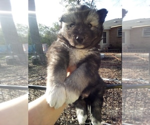 Siberian Husky Puppy for sale in FLORENCE, SC, USA