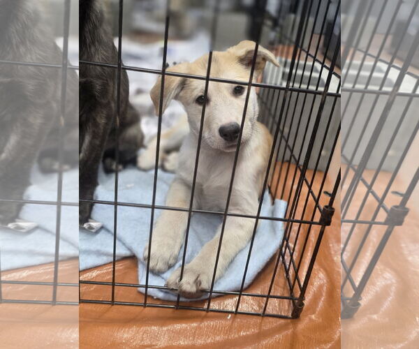 Medium Photo #1 Golden Pyrenees Puppy For Sale in SHERBURNE, NY, USA