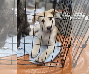 Golden Pyrenees Dogs for adoption in SHERBURNE, NY, USA