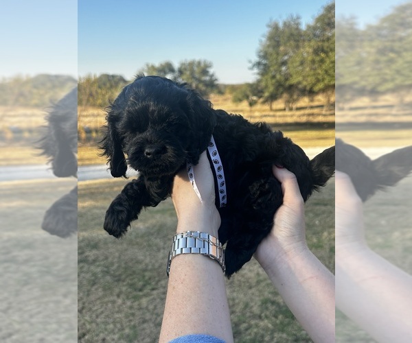 Medium Photo #2 Cock-A-Poo Puppy For Sale in STEPHENVILLE, TX, USA