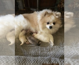 Mother of the Pomeranian puppies born on 07/23/2023