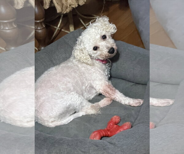 Medium Photo #1 Bichon Frise Puppy For Sale in Sioux Falls, SD, USA