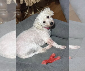 Bichon Frise Dogs for adoption in Sioux Falls, SD, USA