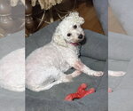 Snow and Frost. - Female Bichon Frise Dog for Adoption - Small photo