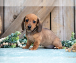 Small Photo #16 Dachshund Puppy For Sale in GREENWICH, OH, USA