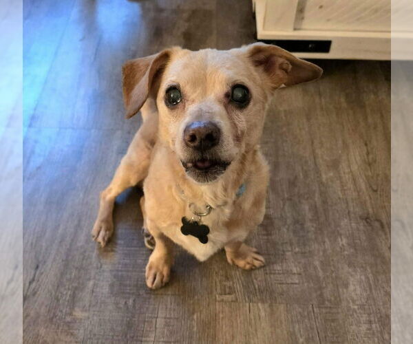 Medium Photo #3 Dachshund-Unknown Mix Puppy For Sale in Plymouth, MN, USA