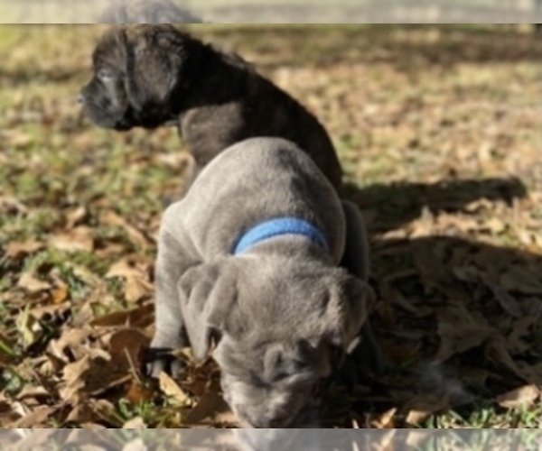 Medium Photo #11 Cane Corso Puppy For Sale in FLORENCE, MS, USA