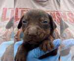 Small #2 Labrador Retriever Mix