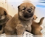 Small #3 Shiba Inu
