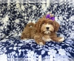 Small #5 ShihPoo