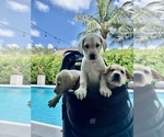 Small Photo #4 Labrador Retriever Puppy For Sale in MIAMI, FL, USA