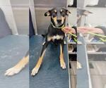 Small German Shepherd Dog Mix