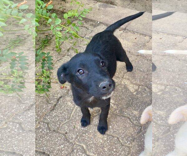 Medium Photo #7 Labrador Retriever-Unknown Mix Puppy For Sale in Hillsboro, MO, USA
