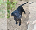Small #6 Labrador Retriever Mix
