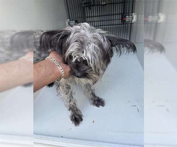 Medium Photo #1 - Mix Puppy For Sale in Houston, TX, USA