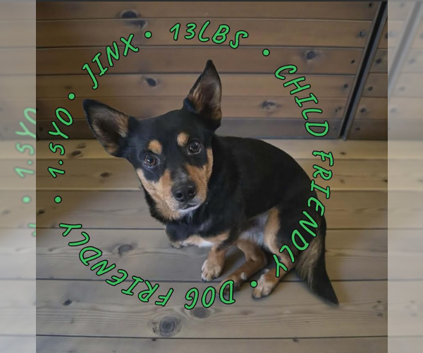 Medium Photo #1 Chihuahua-Unknown Mix Puppy For Sale in Cranston, RI, USA