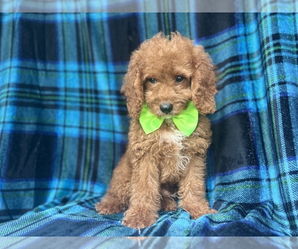 Medium Photo #8 Cock-A-Poo Puppy For Sale in LAKELAND, FL, USA