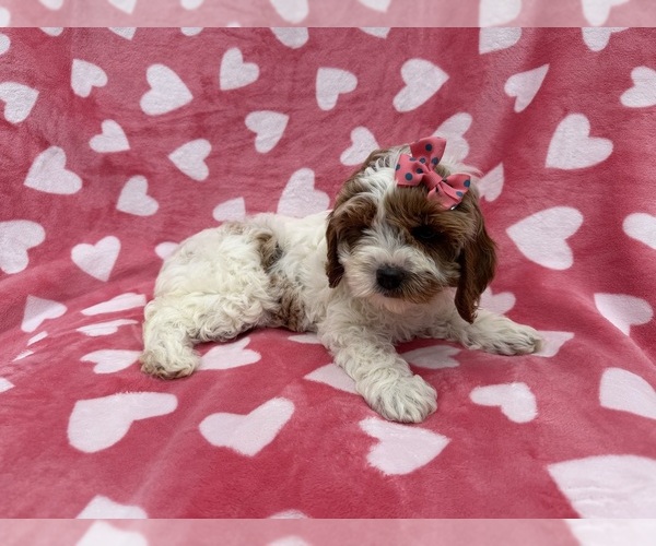 Medium Photo #7 Cock-A-Poo Puppy For Sale in LAKELAND, FL, USA