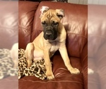 Small Photo #32 Cane Corso Puppy For Sale in BEECH GROVE, IN, USA