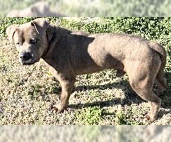 Medium Photo #2 Staffordshire Bull Terrier-Unknown Mix Puppy For Sale in Houston, TX, USA