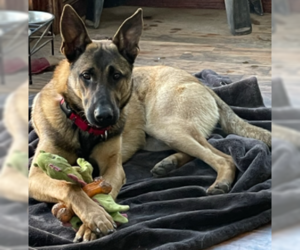 German Shepherd Dog-Unknown Mix Dogs for adoption in Centreville, VA, USA