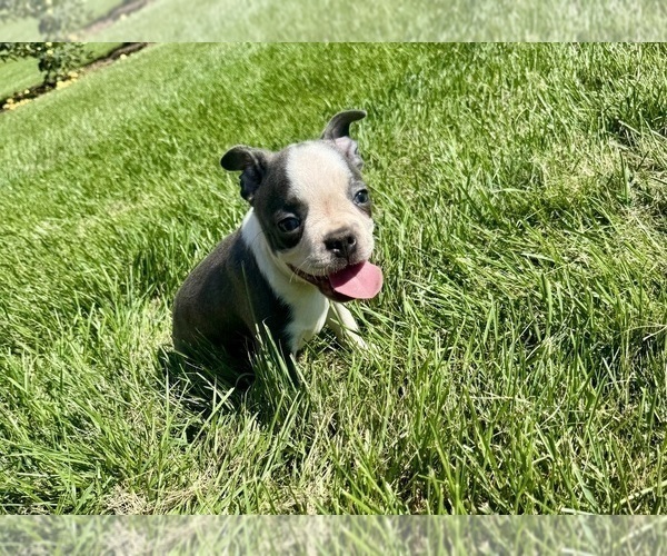 Medium Photo #10 Boston Terrier Puppy For Sale in BREMEN, IN, USA