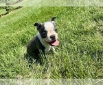 Small #9 Boston Terrier