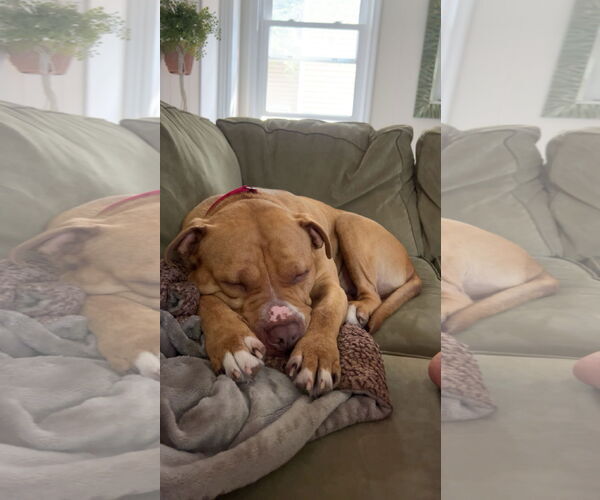 Medium Photo #2 Bullypit Puppy For Sale in Princeton, MN, USA