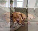 Small #1 Bullypit