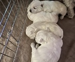 Small Photo #15 West Highland White Terrier Puppy For Sale in PHOENIX, AZ, USA