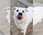 Small #3 Labrador Retriever Mix