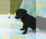 Small #8 Mutt