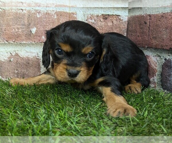 Medium Photo #2 Cavalier King Charles Spaniel Puppy For Sale in MOBERLY, MO, USA