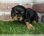 Small #1 Cavalier King Charles Spaniel