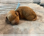 Small Photo #8 Goldendoodle (Miniature) Puppy For Sale in JENKS, OK, USA