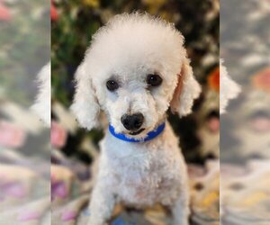 Bichon Frise Dogs for adoption in Bon Carbo, CO, USA