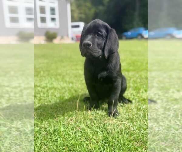Medium Photo #2 Labrador Retriever Puppy For Sale in HAMPSTEAD, NC, USA