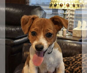 Cheagle Dogs for adoption in Macon, MO, USA