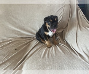 Bulldog Puppy for sale in LAS VEGAS, NV, USA