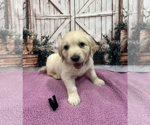 Medium Photo #1 English Cream Golden Retriever Puppy For Sale in BUSHNELL, FL, USA