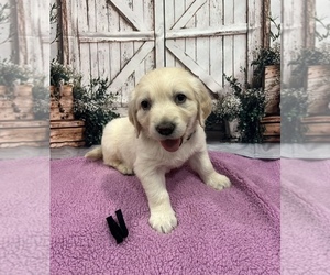 English Cream Golden Retriever Puppy for sale in BUSHNELL, FL, USA