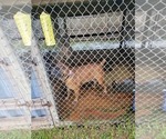Small Photo #5 Boerboel Puppy For Sale in LOXAHATCHEE, FL, USA