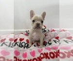 Puppy Pink French Bulldog