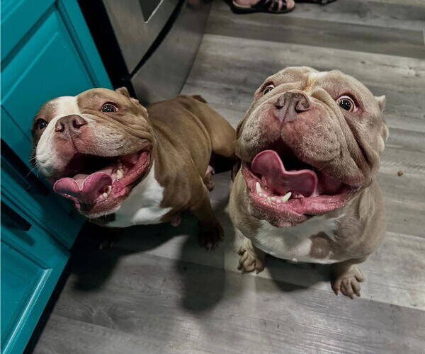 Medium Photo #1 Bulldog Puppy For Sale in Las Vegas, NV, USA