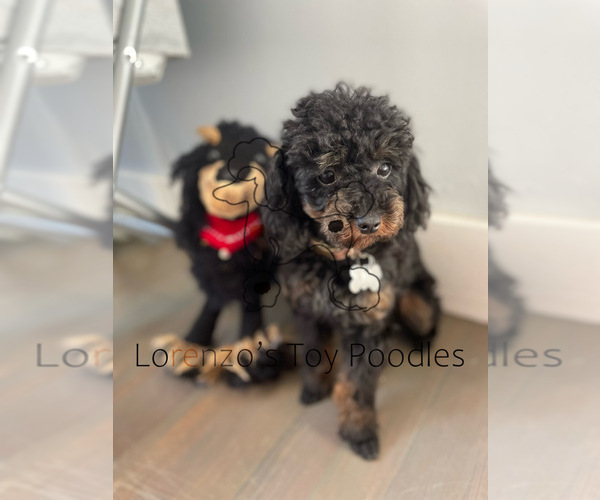 Medium Photo #1 Poodle (Toy) Puppy For Sale in NEW HAVEN, CT, USA