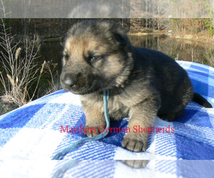 German Shepherd Dog Puppy for Sale in PIEDMONT, Missouri USA