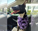 Small #3 Basenji Mix