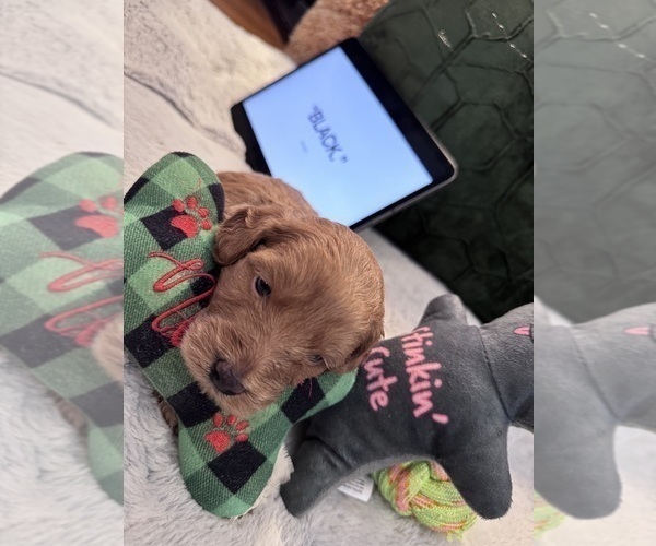 Medium Photo #6 Goldendoodle Puppy For Sale in HARTFORD, CT, USA