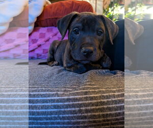 Mutt Dogs for adoption in Belleville, MI, USA