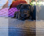 Frankie - Female Mutt Dog for Adoption - Small photo